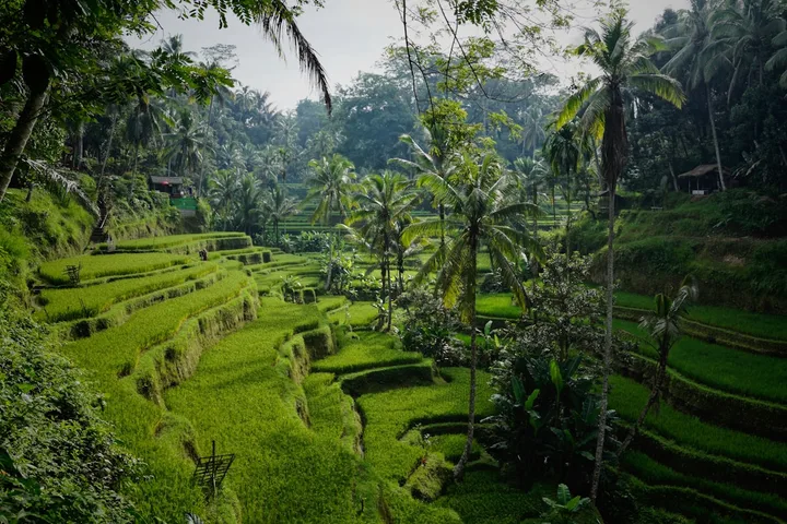 Bali Family Magic Bali Family Magic family holiday package by Safari Sutra