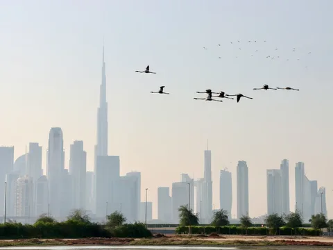 Dubai at an Easy Pace: A Senior-Friendly Holiday | Safari Sutra Holidays Flamingos at Ras Al Khor with the Dubai skyline behind, on a Dubai package for senior citizens