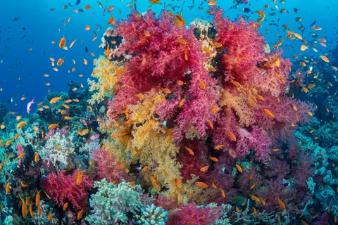 Egypt Red Sea & Sinai: Reefs, Dunes & Mountains | Safari Sutra Holidays Scuba diver exploring a vibrant coral reef in the Red Sea Egypt