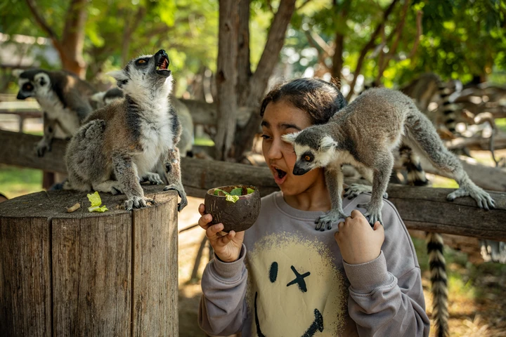 Animal Feeding at Dubai Safari Park